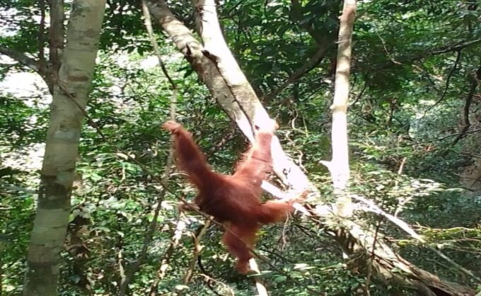 Bukit Lawang: a Unique Wildlife Tour & Overnight Into Jungle - Exploring Mount Leuser National Park