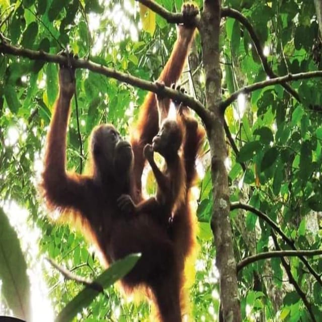 Bukit Lawang: a Unique Wildlife Tour & Overnight Into Jungle - Frequently Asked Questions