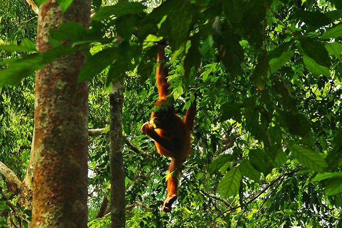 Bukit Lawang Full Day Jungle Trek - Included in the Tour