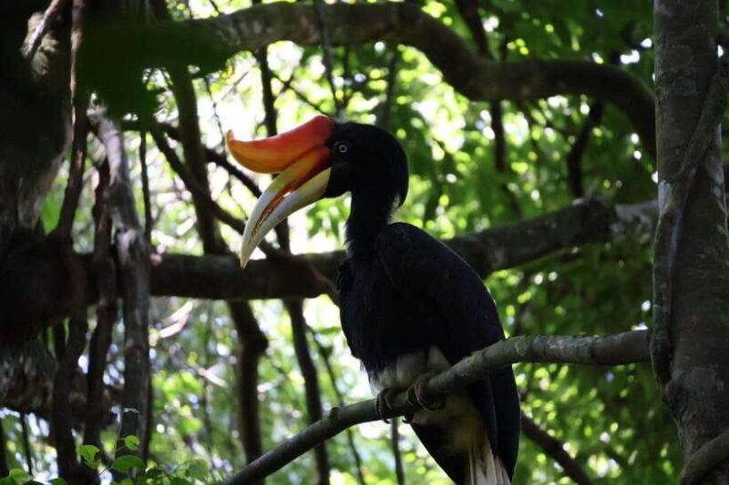 Bukit Lawang: Orangutan Jungle Trekking Tour & Homestay SAMA - Key Points