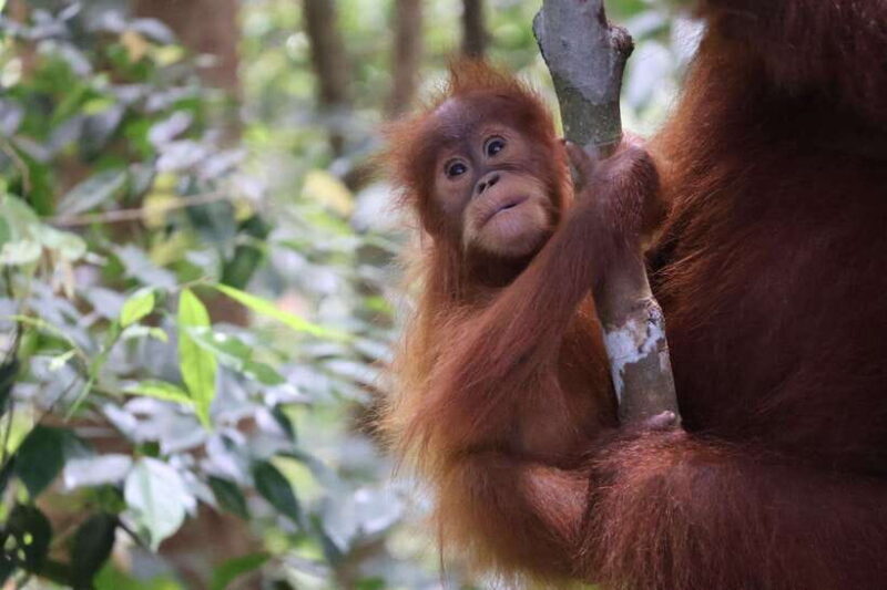Bukit Lawang: Orangutan Jungle Trekking Tour & Homestay SAMA - A Deep Dive into the Experience