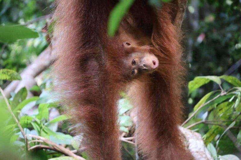 Bukit Lawang: Orangutan Jungle Trekking Tour & Homestay SAMA - Who Should Consider This Tour?