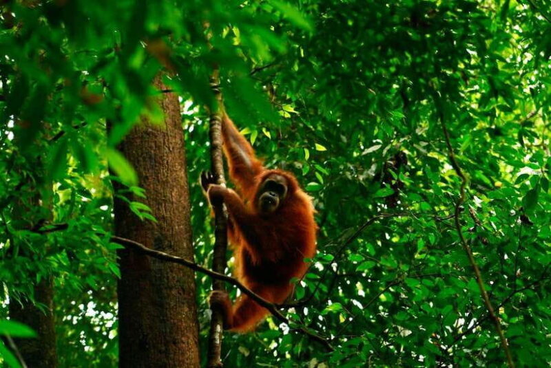 Bukit Lawang: Orangutan Jungle Trekking Tour & Homestay SAMA - FAQ