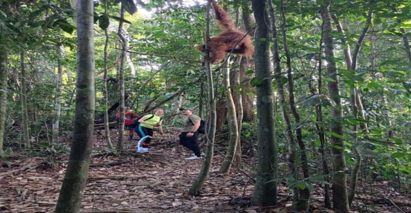 Bukit Lawang: Orangutan Tour & Wonderful Jungle View - Good To Know