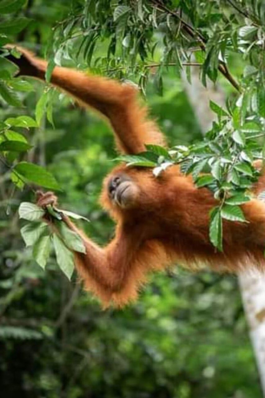 Bukit Lawang: Orangutan Tour & Wonderful Jungle View - Pricing and Inclusions