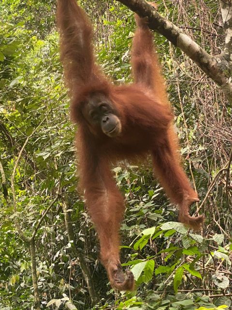 Bukitlawang Orangutan : 3 Days Group Jungle Trek - Witness Majestic Orangutans