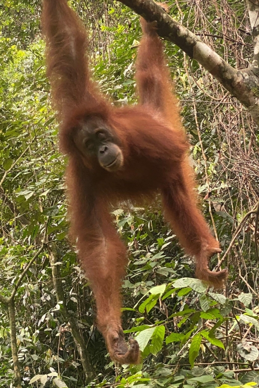 Bukitlawang Orangutan : 3 Days Group Jungle Trek - Immerse in Pristine Jungle