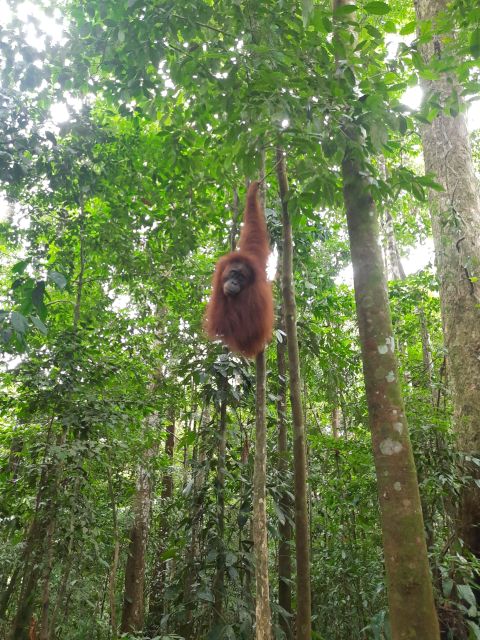 Bukitlawang Orangutan : 3 Days Group Jungle Trek - Expert-Guided Exploration