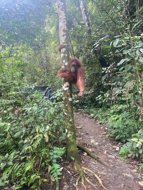 Bukitlawang Orangutan : 3 Days Group Jungle Trek - Duration and Availability