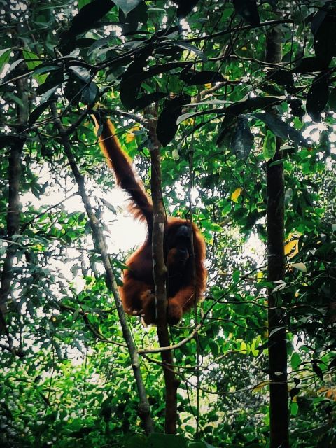 Bukitlawang Orangutan : 3 Days Group Jungle Trek - Frequently Asked Questions