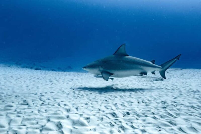 Bull Shark Dive in Playa del CarmenDive Machine Experience - Frequently Asked Questions