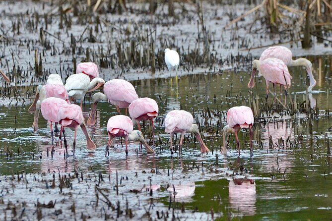 Bulls Island Ferry Adventure - Exploring the Cape Romain National Wildlife Refuge