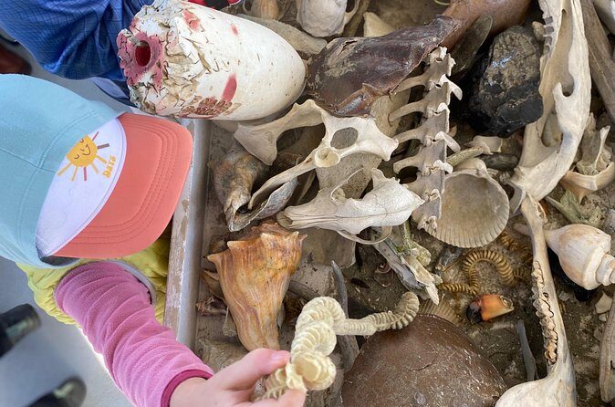 Bulls Island Ferry Adventure - Authenticity and Value: What Sets This Tour Apart