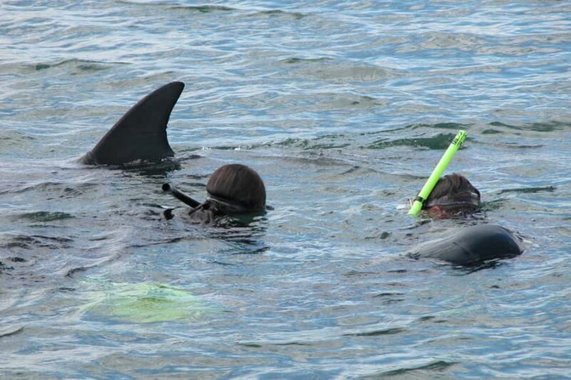 Bunbury: Swim with Dolphins Tour - Key Points