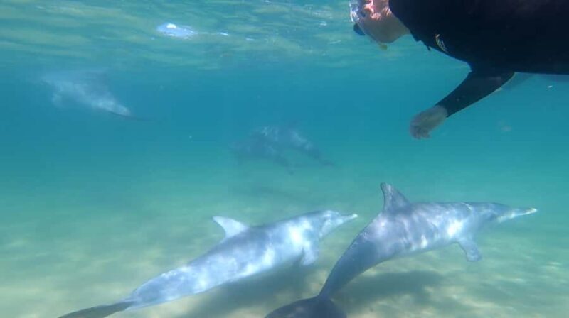 Bunbury: Swim with Dolphins Tour - A Detailed Look at the Bunbury Dolphins Experience