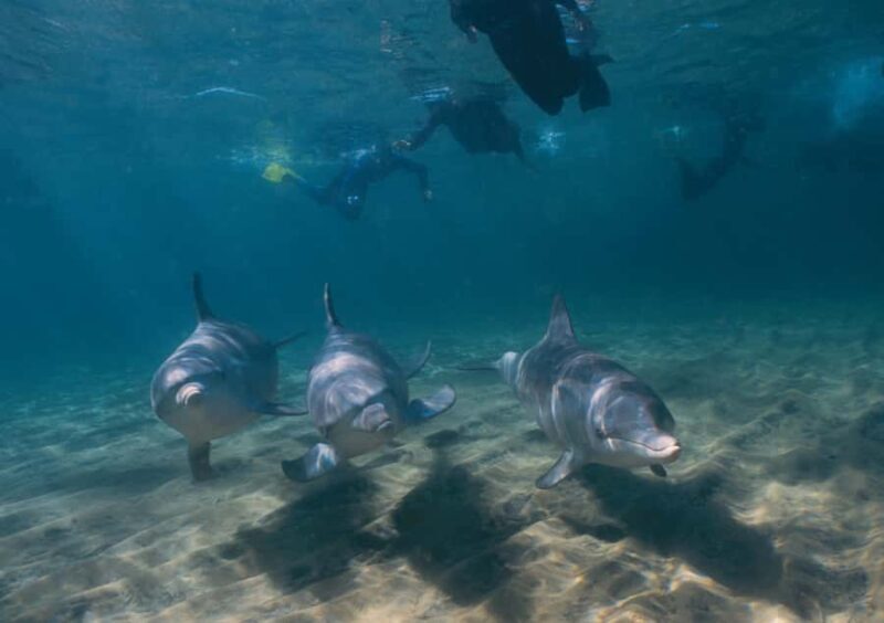 Bunbury: Swim with Dolphins Tour - FAQ