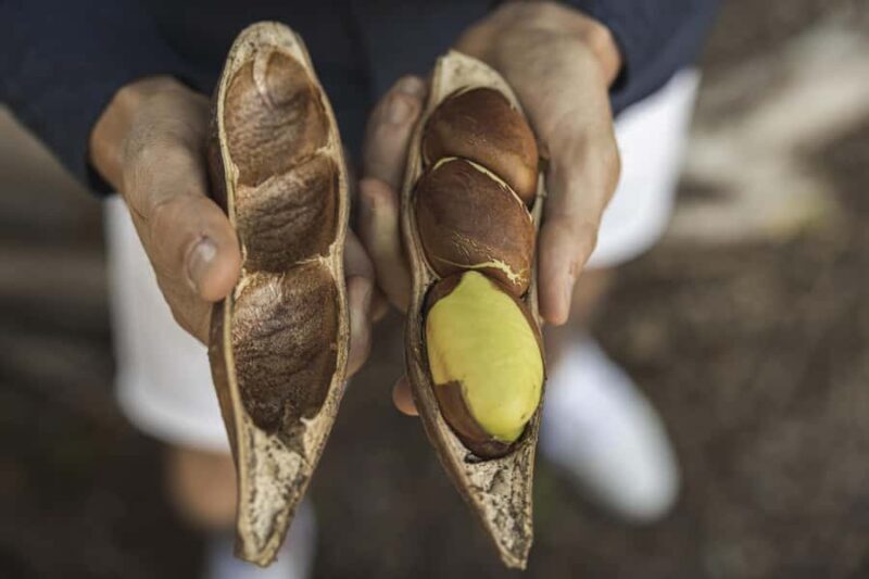 Bundaberg: Half Day Indigenous Experience with Morning Tea - Final Thoughts: Who Will Love This Tour?