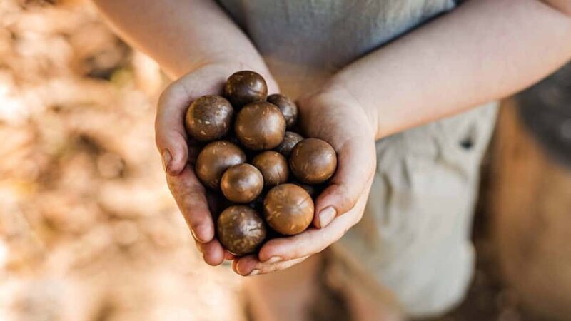 Bundaberg: Macadamia Orchard Tour - Key Points