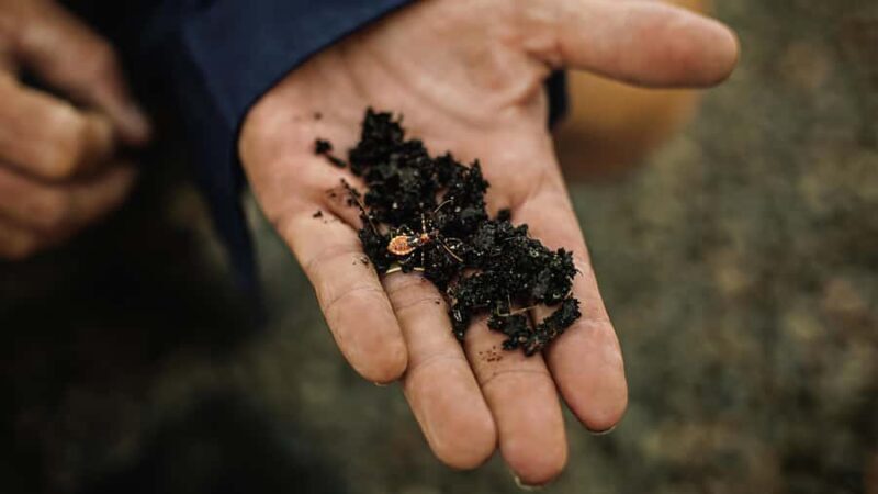 Bundaberg: Macadamia Orchard Tour - FAQs