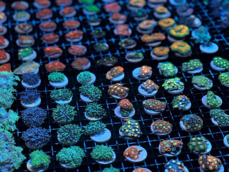 Bundaberg: Monsoon Aquatics Coral Farm Guided Tour - Practical Tips for Visitors