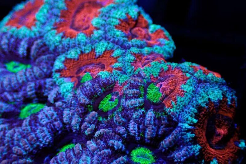 Bundaberg: Monsoon Aquatics Coral Farm Guided Tour - FAQ