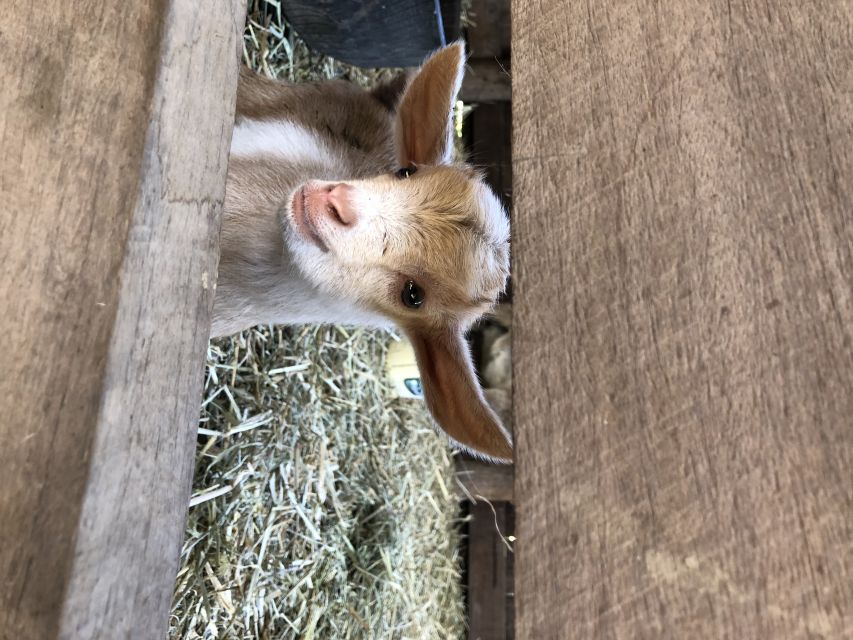 Bundaberg: Splitters Farm Private Guided Tour - Important Information