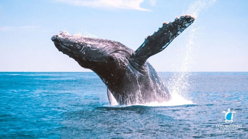 Bundaberg: Whale Watching Sightseeing Cruise with Lunch - Viewing Experience