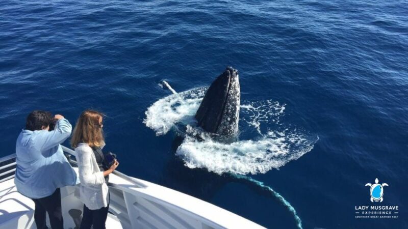Bundaberg: Whale Watching Sightseeing Cruise with Lunch - FAQ
