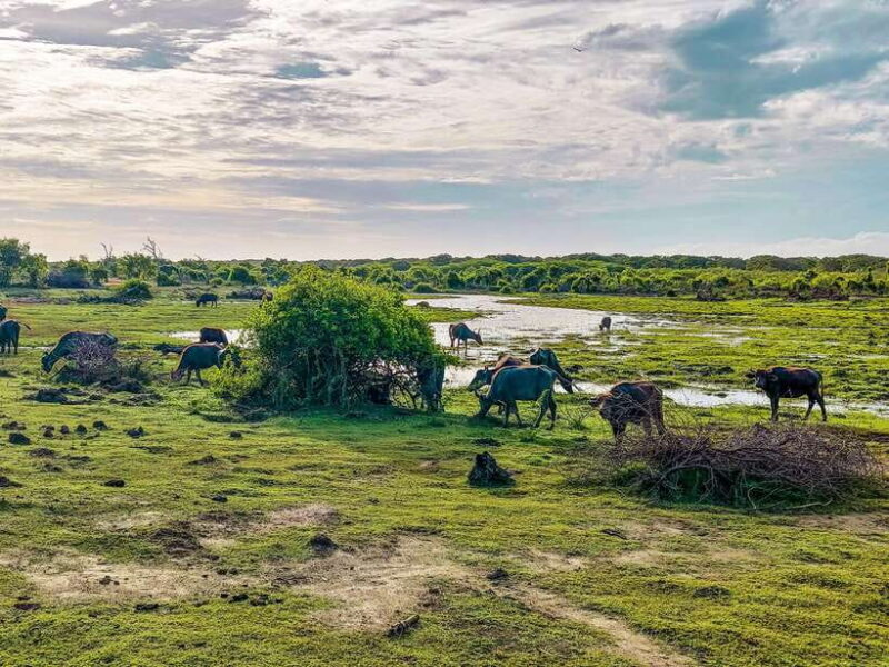 Bundala National Park Private Safari from Tangalle - Who Should Book This Tour?