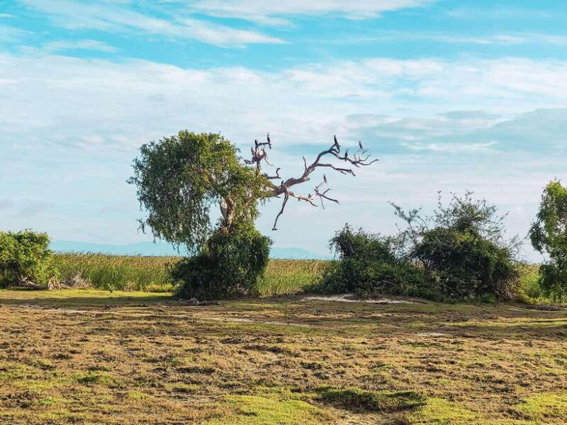 Bundala National Park Safari from Hikkaduwa - The Experience in Detail