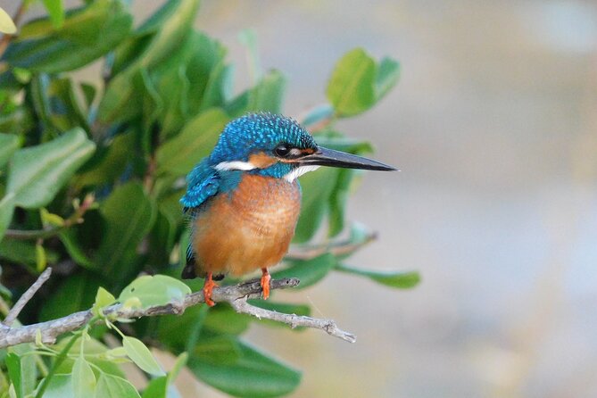 Bundala National Park Safari (PRIVATE TOURS)- Morning & Afternoon - Tour Inclusions and Exclusions