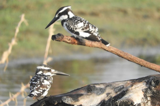 Bundala Safari Private Tours at Bundala National Park - Accessibility Information