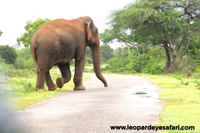Bundala Safari Private Tours at Bundala National Park - Pricing Details