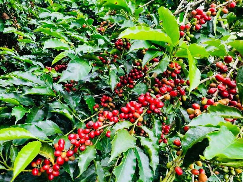 Buon Ma Thuot: Bean to Brew Coffee Farm Tour With Tasting - Key Points