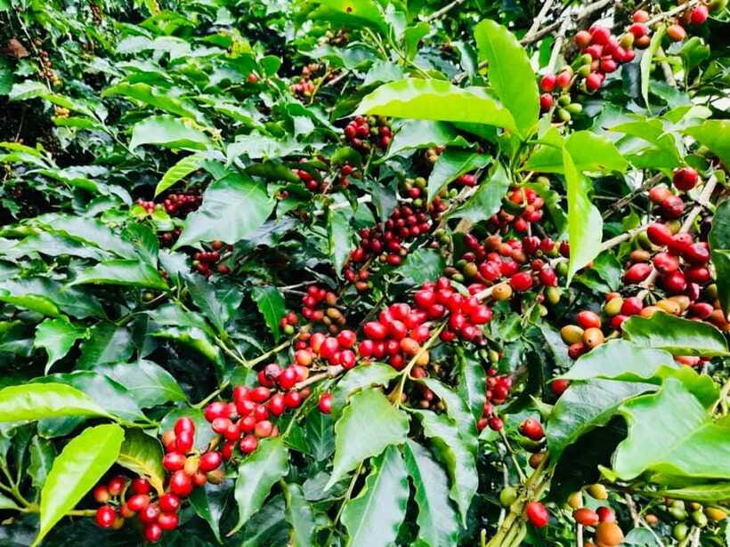 Buon Ma Thuot: Bean to Brew Coffee Farm Tour With Tasting - Logistics and Meeting Information