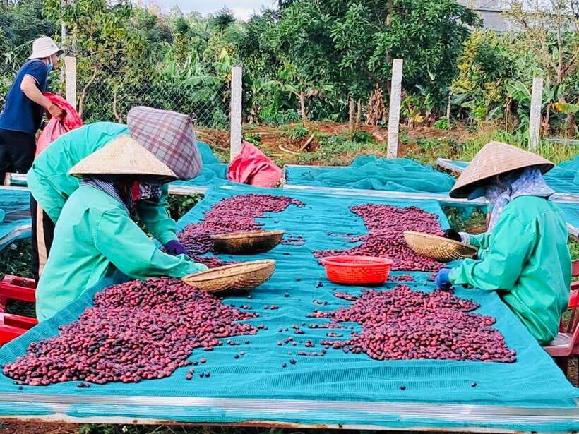 Buon Ma Thuot: Bean to Brew Coffee Farm Tour With Tasting - Exploring the Coffee Garden