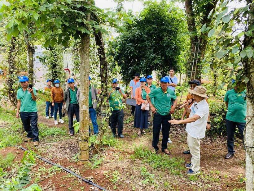 Buon Ma Thuot: Bean to Brew Coffee Farm Tour With Tasting - Participating in Coffee Care Practices
