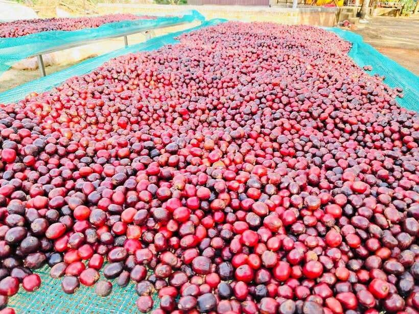 Buon Ma Thuot: Bean to Brew Coffee Farm Tour With Tasting - Experiencing the Coffee Bean Processing