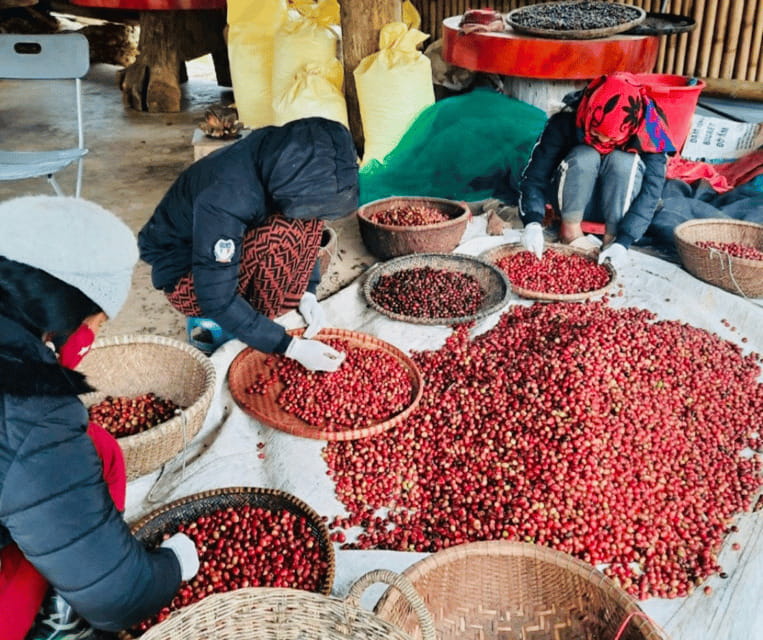 Buon Ma Thuot: Bean to Brew Coffee Farm Tour With Tasting - Frequently Asked Questions