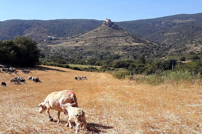 Burgos: Sardinian Pecorino Cheese Workshop - Key Points