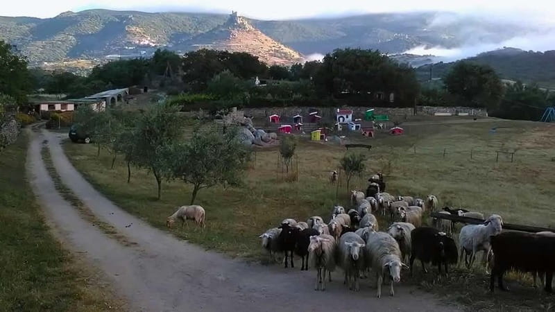 Burgos: Sardinian pecorino cheese workshop - Practical Tips for Visitors