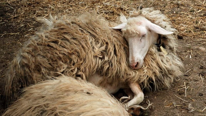 Burgos: sheep milking experience - Key Points
