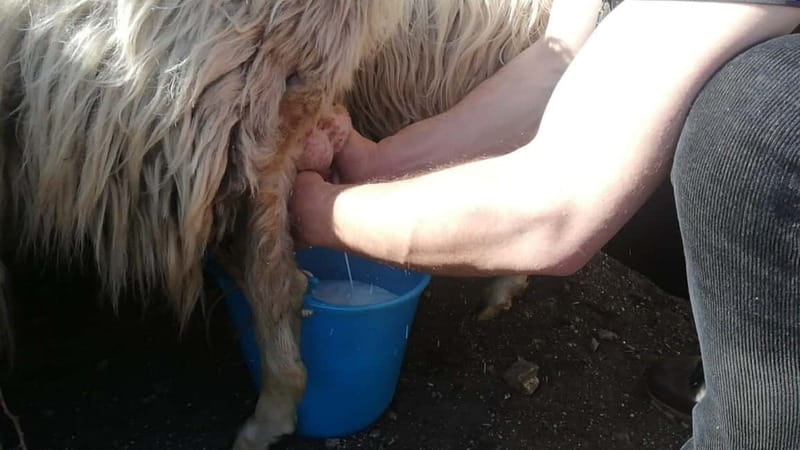 Burgos: sheep milking experience - Final Thoughts: Is It Worth It?