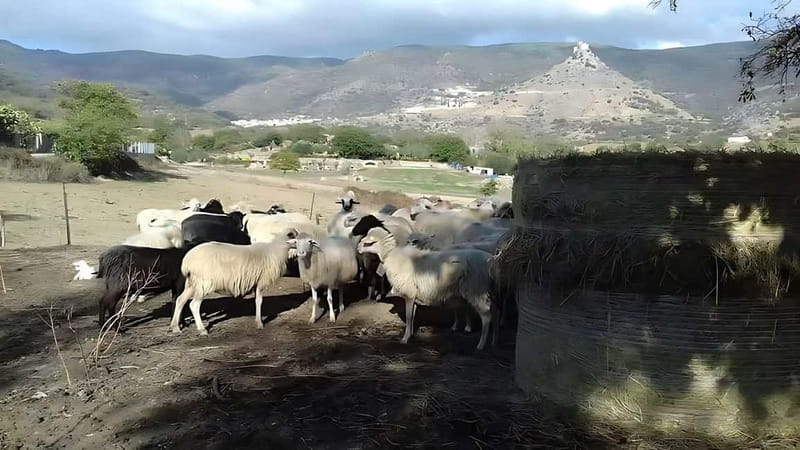 Burgos: sheep milking experience - FAQ