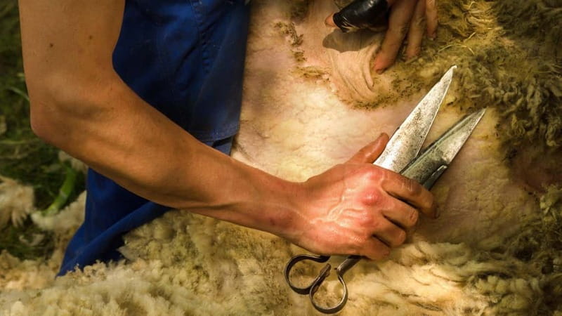 Burgos: sheep shearing experience - Key Points