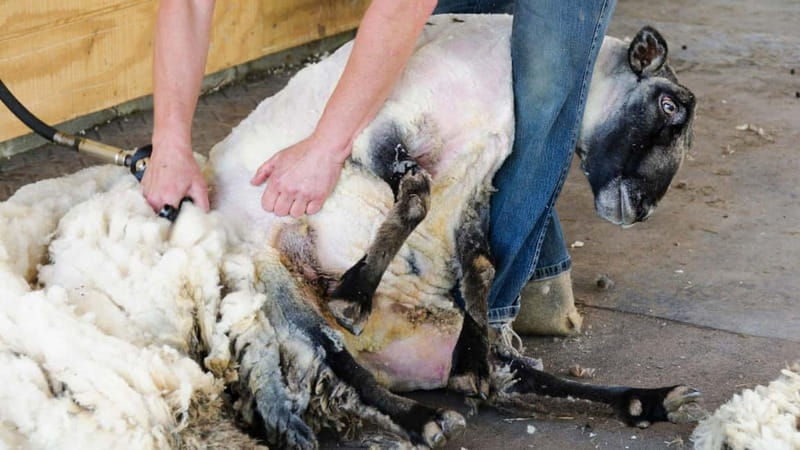 Burgos: sheep shearing experience - The Sum Up