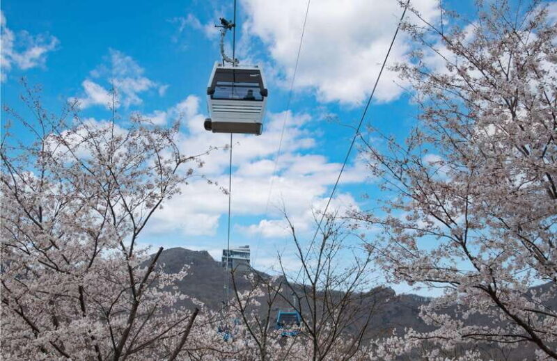 Busan: A1.Hidden Gem Geoje & Oedo Botania Island& Cable car - A Detailed Look at the Geoje & Oedo Botania Day Tour
