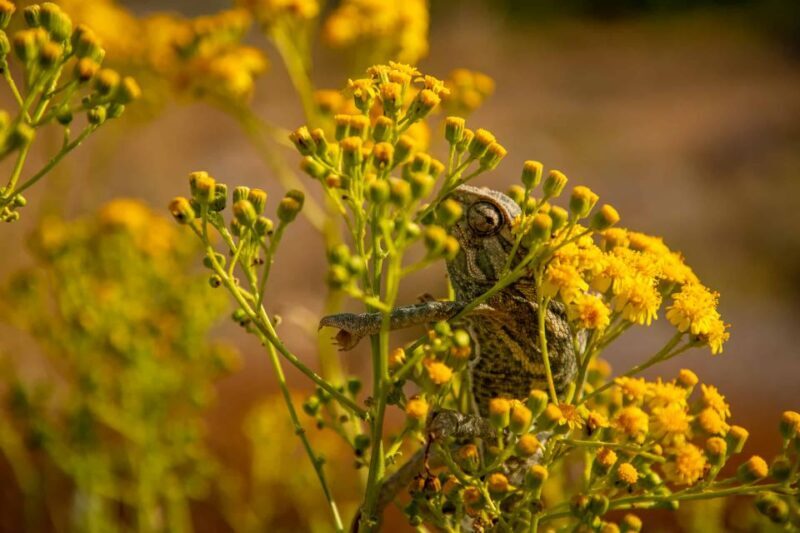 Buskett Woodlands and Dingli Cliffs Private Nature Tour - Final Thoughts  