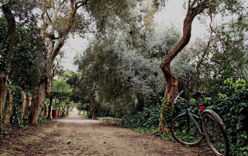 Buskett Woodlands and Dingli Cliffs Private Nature Tour - FAQ  