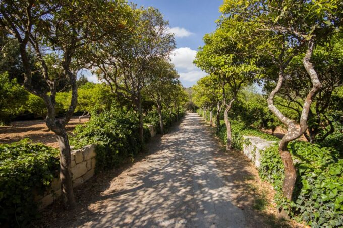 Buskett Woodlands and Dingli Cliffs Private Nature Tour - Exploring Maltas Natural Beauty